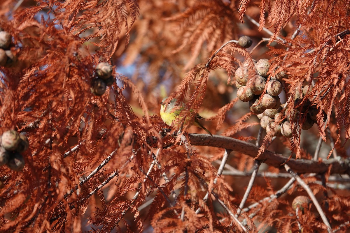 Nashville Warbler - ML644214764