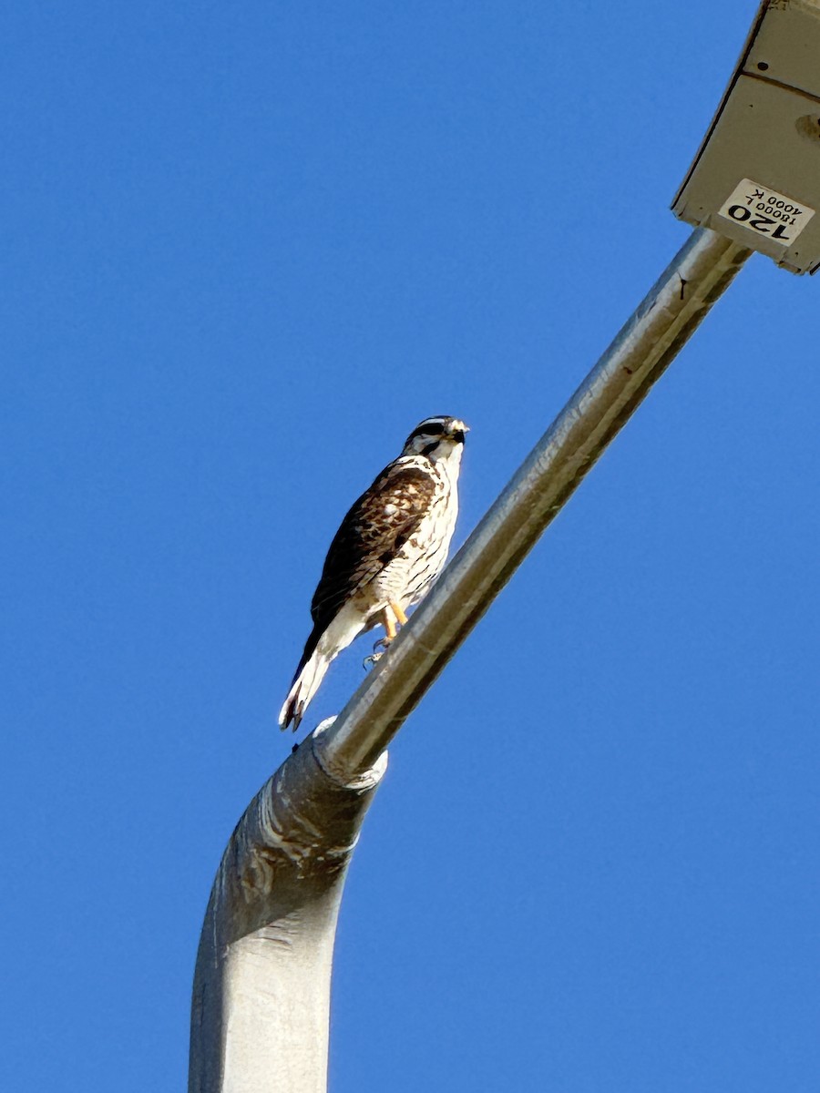 Канюк мексиканський - ML644214778