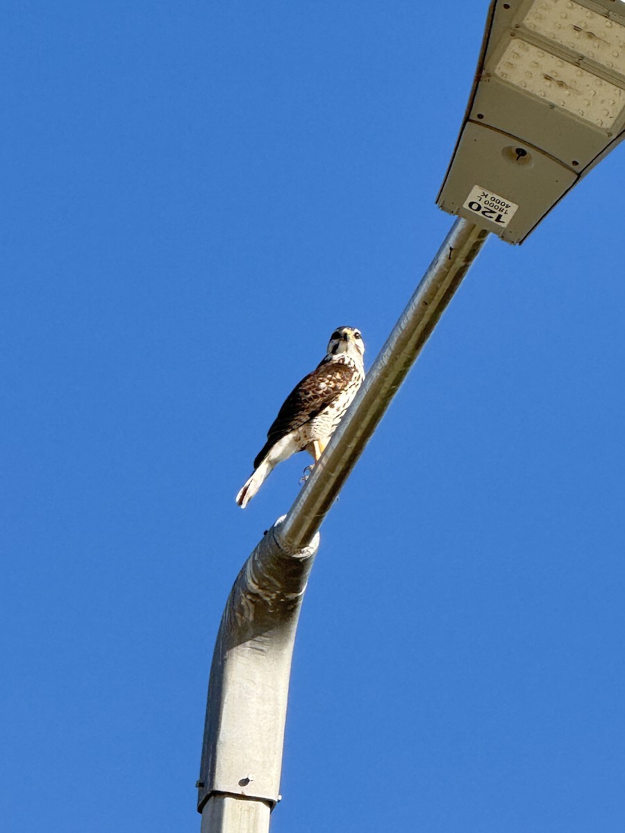 Канюк мексиканський - ML644214779