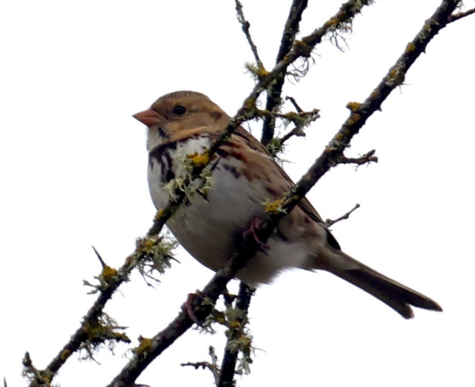 Harris's Sparrow - ML644214801