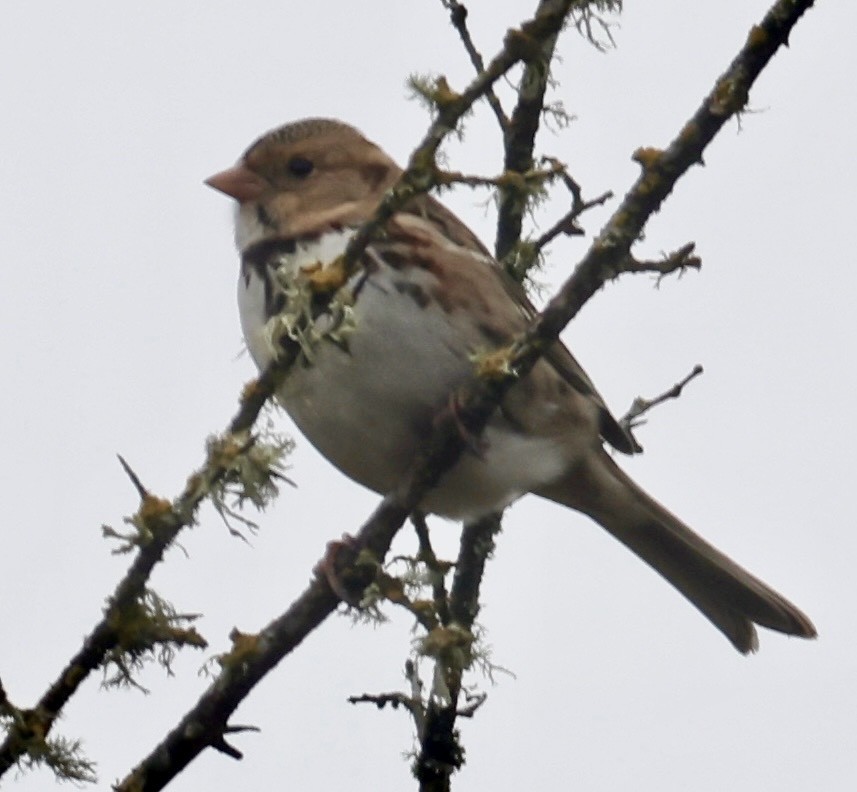 Harris's Sparrow - ML644214802