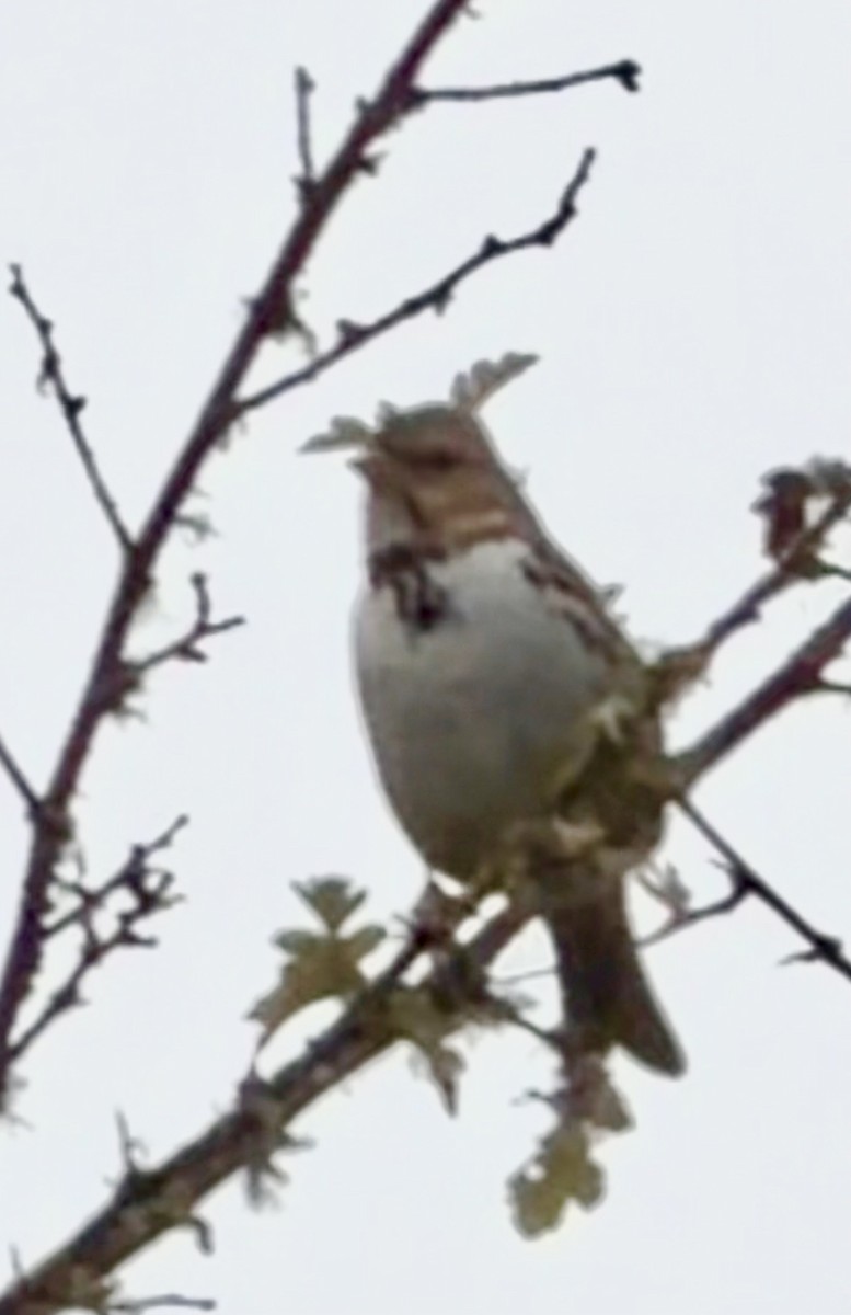 Harris's Sparrow - ML644214803