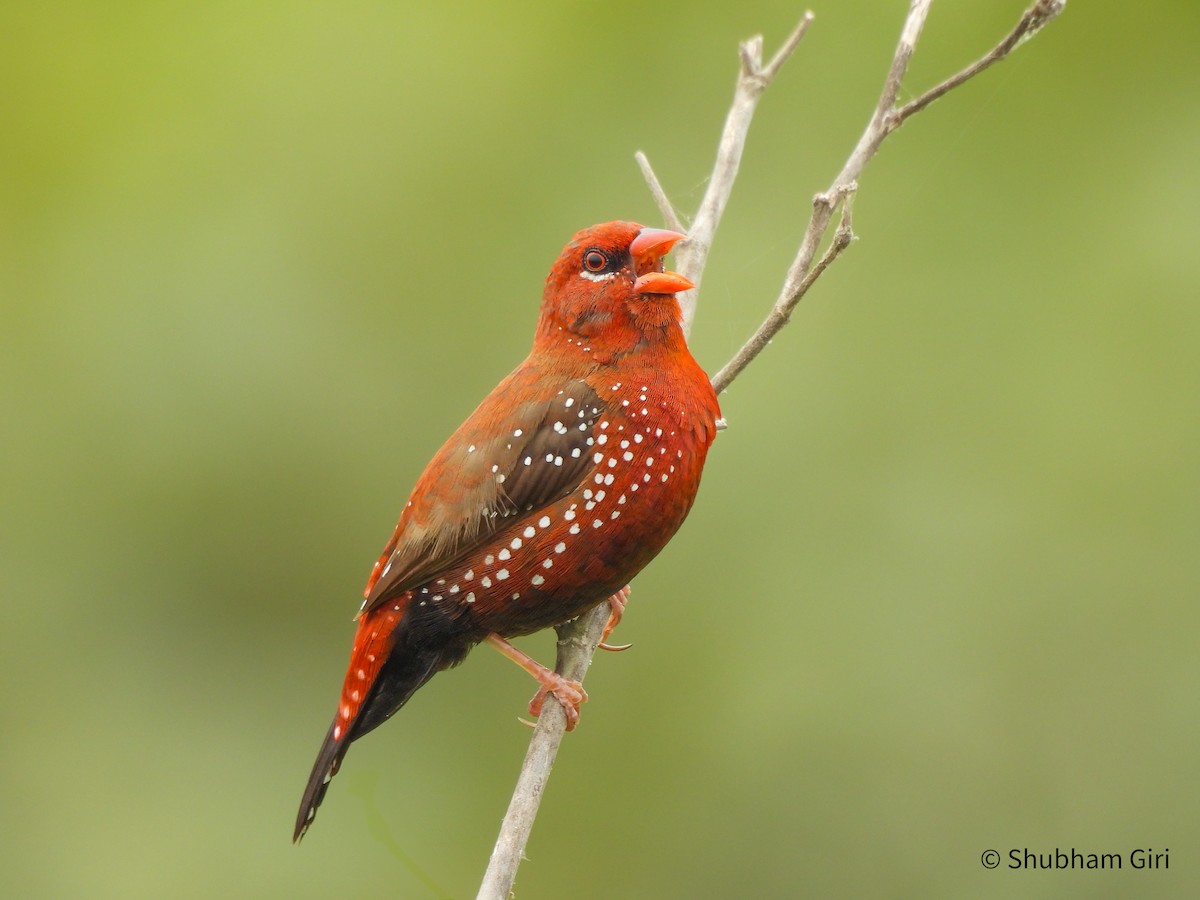 Red Avadavat - ML644214807