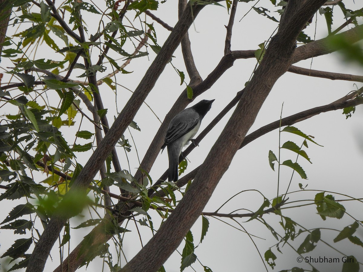 Schwarzkopf-Raupenfänger - ML644214818