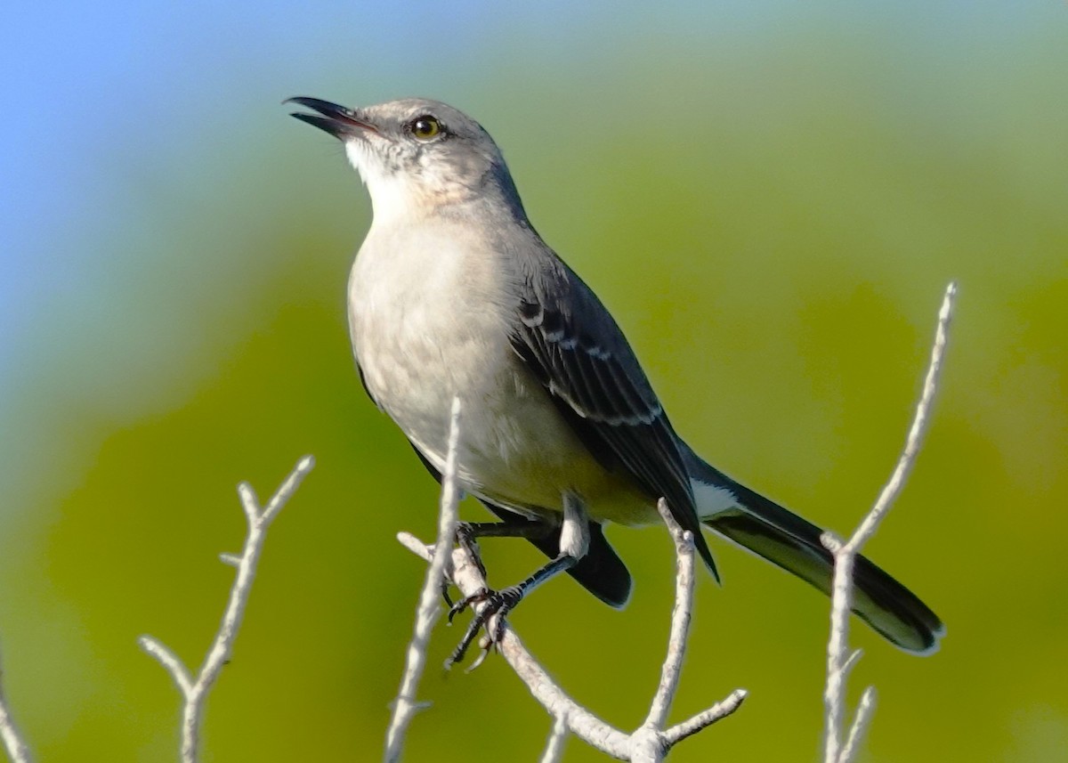 Northern Mockingbird - ML644214822