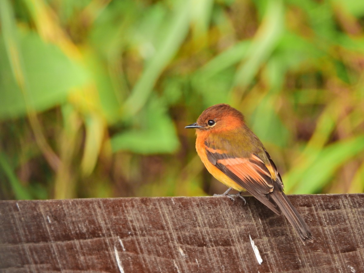 Birro Chico - ML644214854