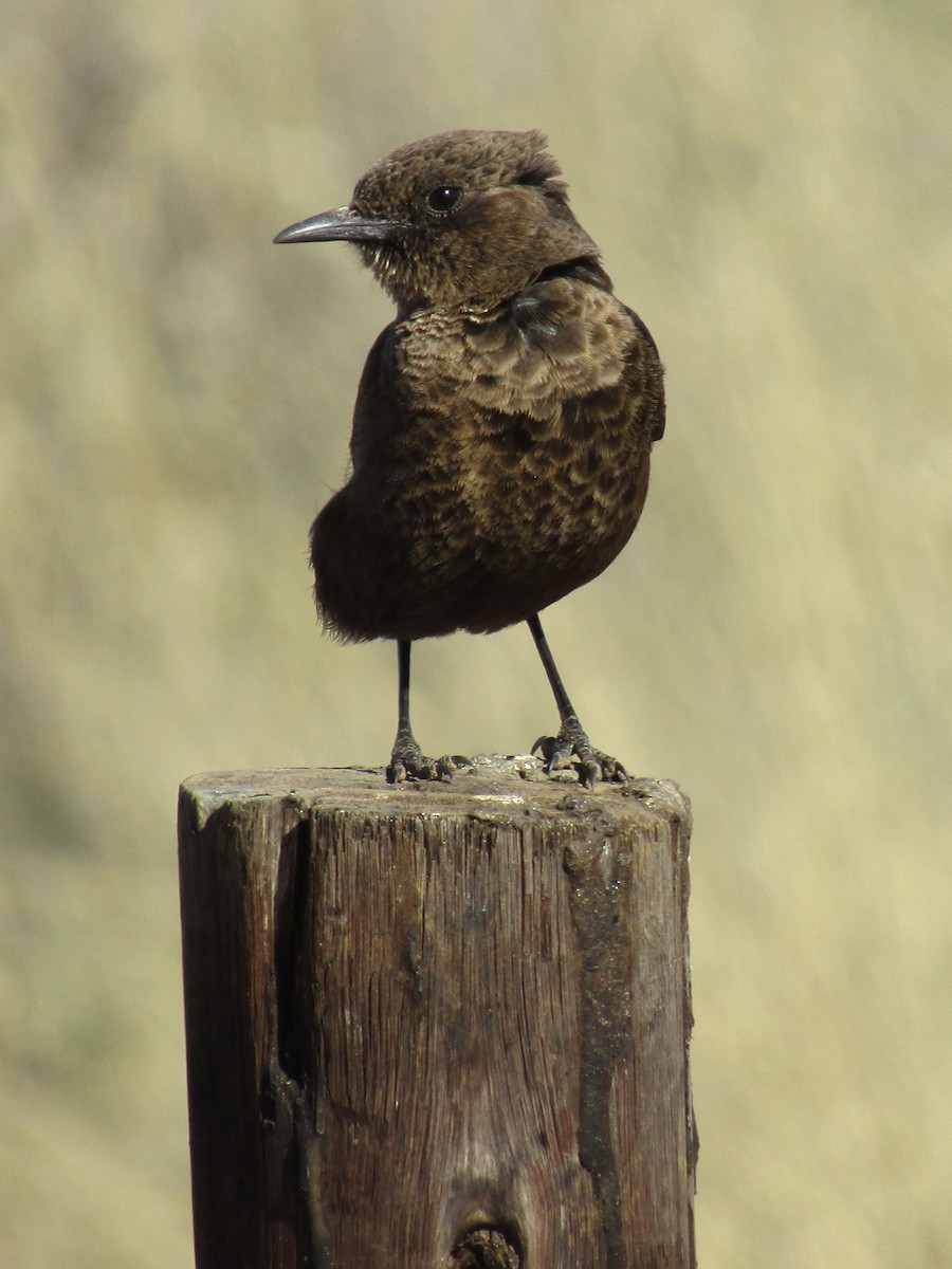 Southern Anteater-Chat - ML644214858