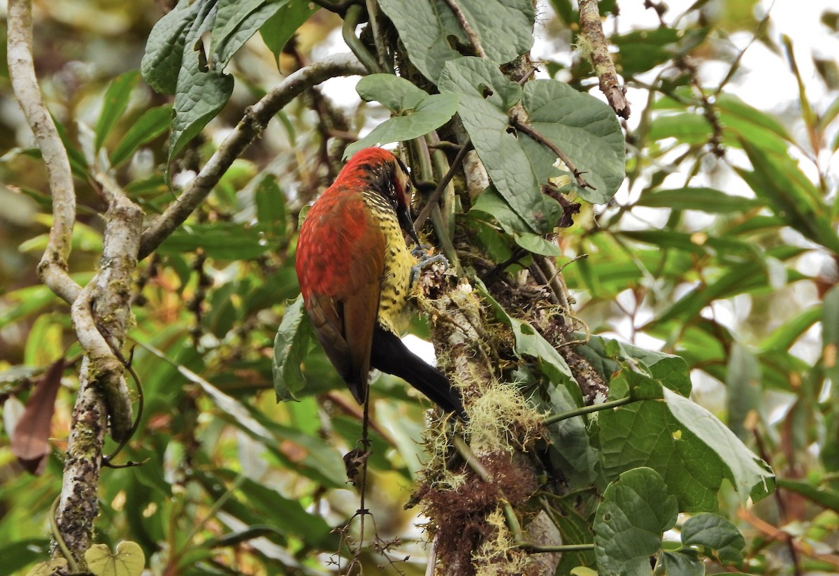 Дятел-смугань червонокрилий - ML644214868