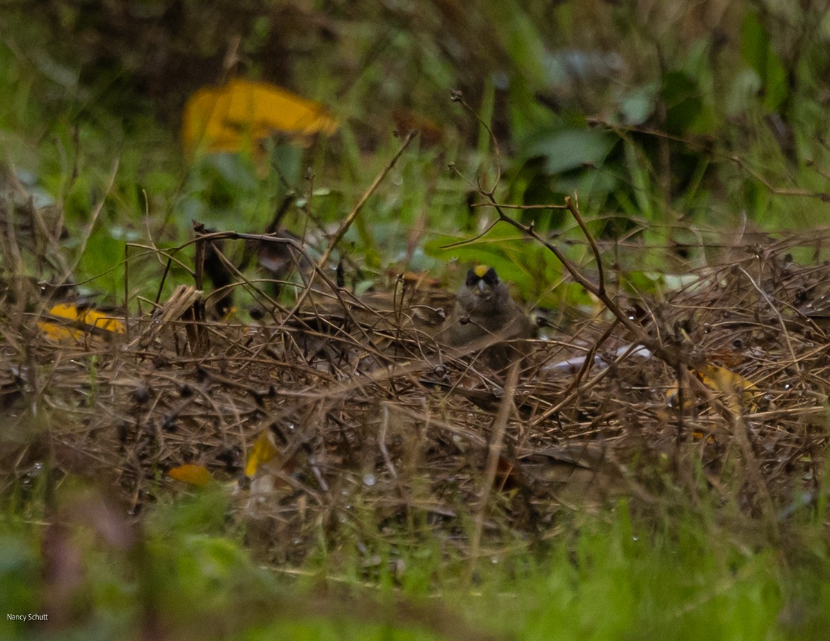 Golden-crowned Sparrow - Nancy Schutt