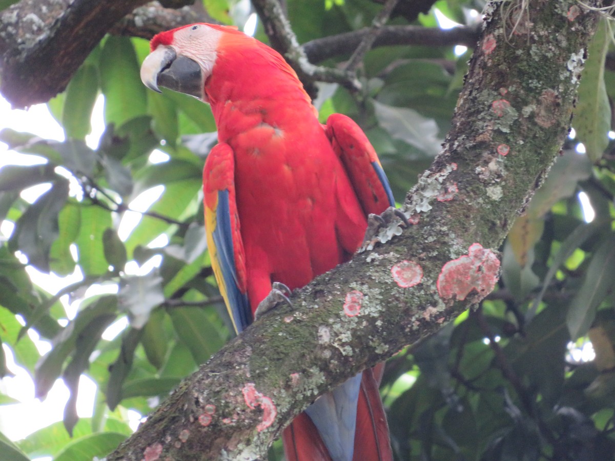 Scarlet Macaw - ML644214925