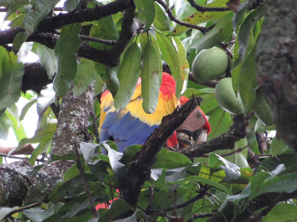 Scarlet Macaw - ML644214931