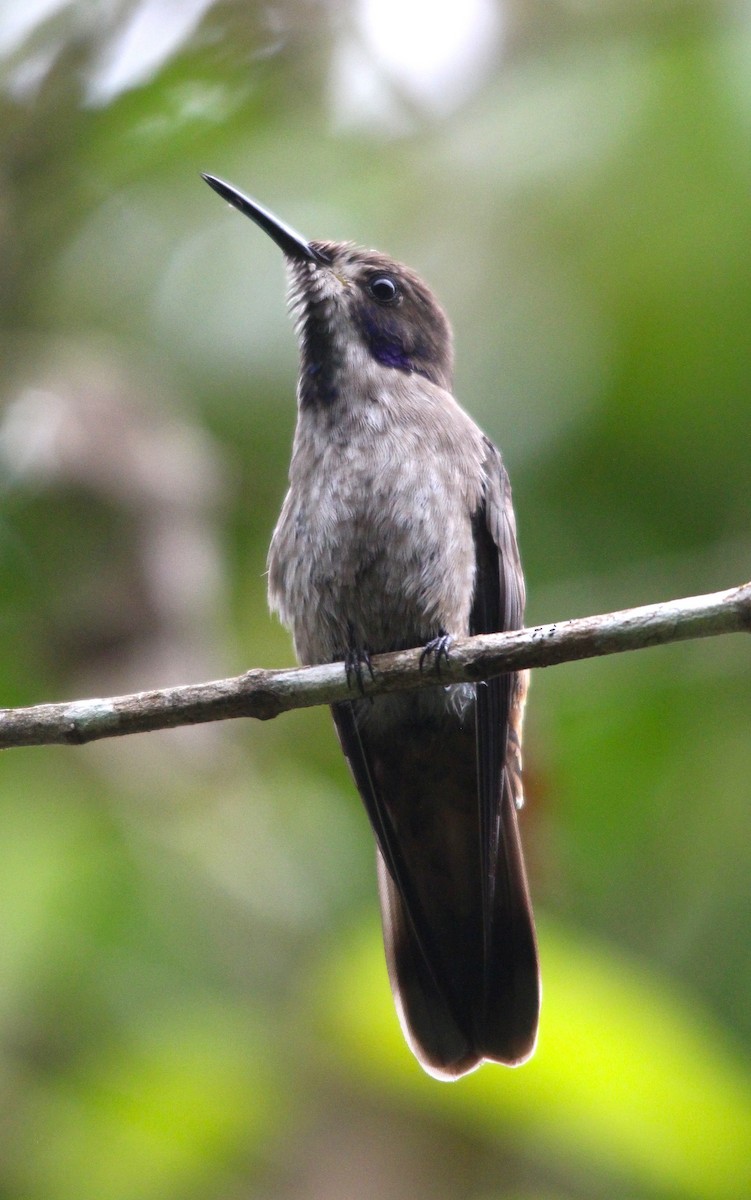 Бурый фиалкоух - ML644214941