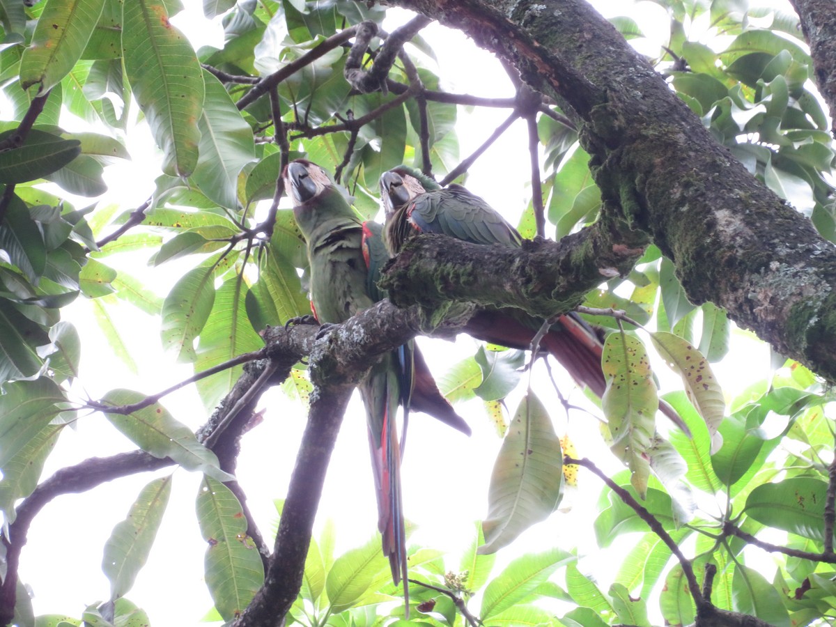Chestnut-fronted Macaw - ML644214943