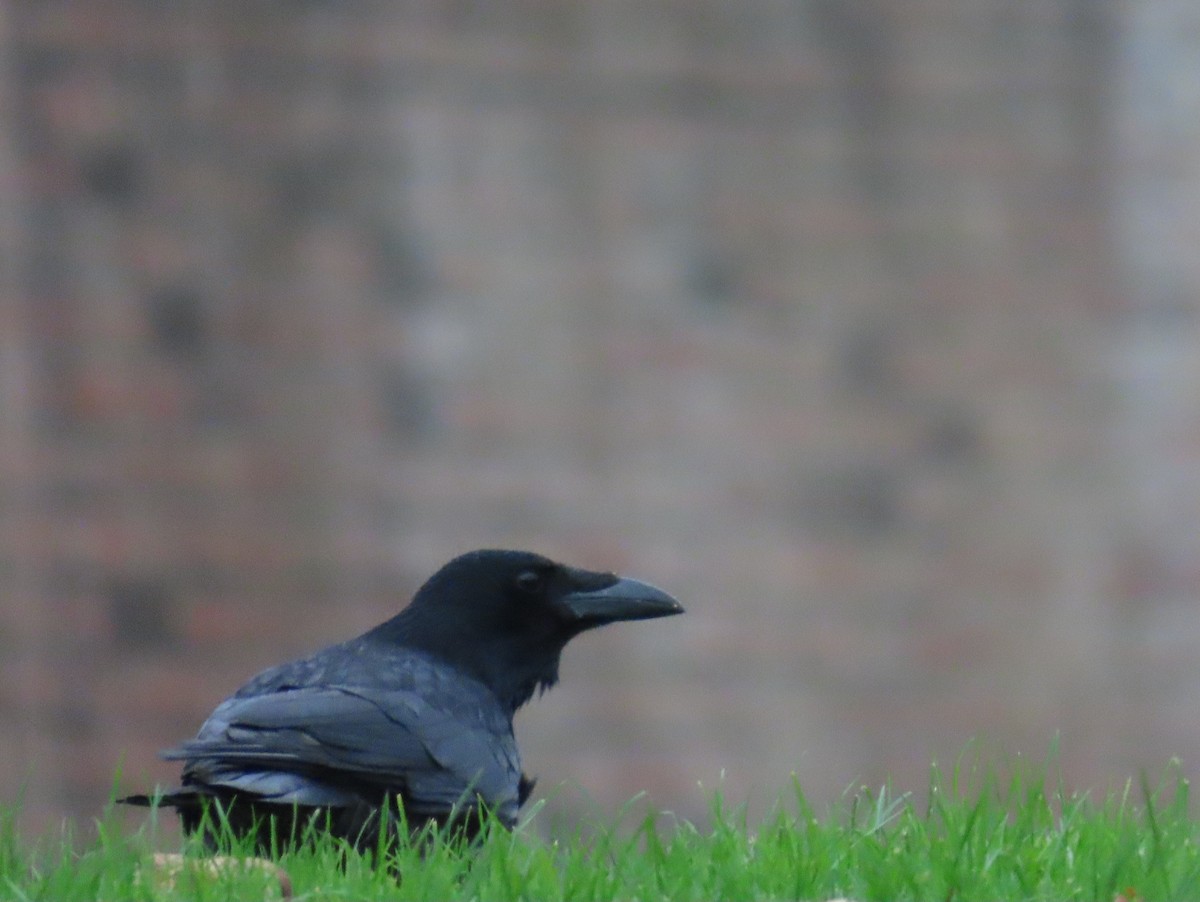 Carrion Crow - ML644214958