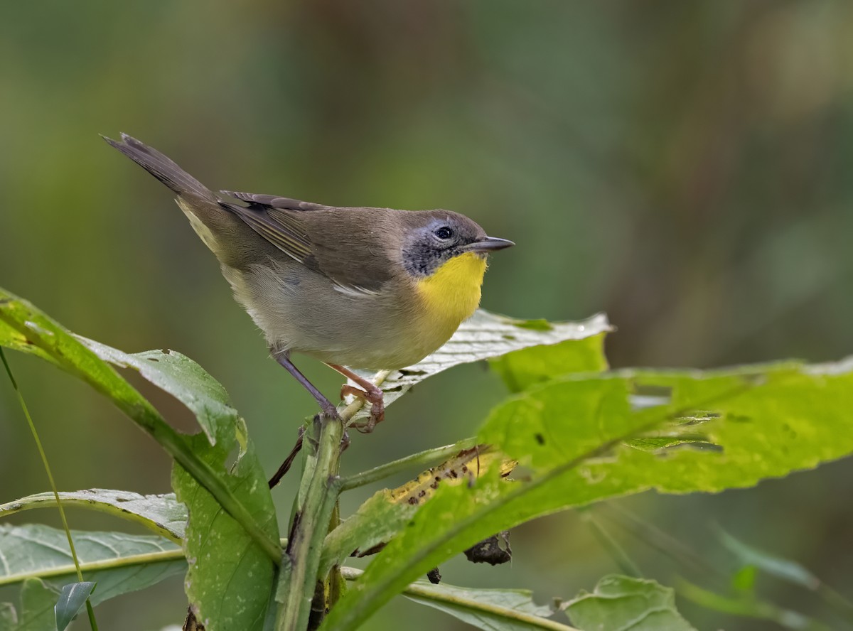 Sarıgerdan - ML644214961