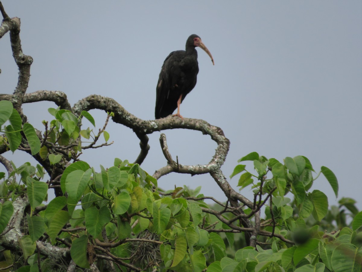 Bare-faced Ibis - ML644214964