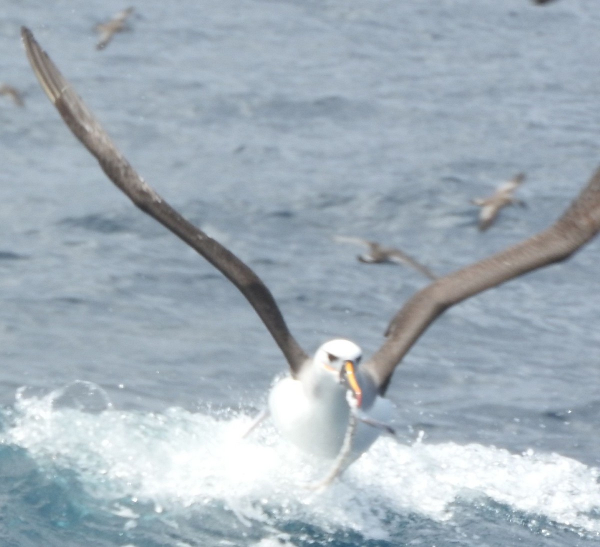 Atlantic Yellow-nosed Albatross - ML644214965