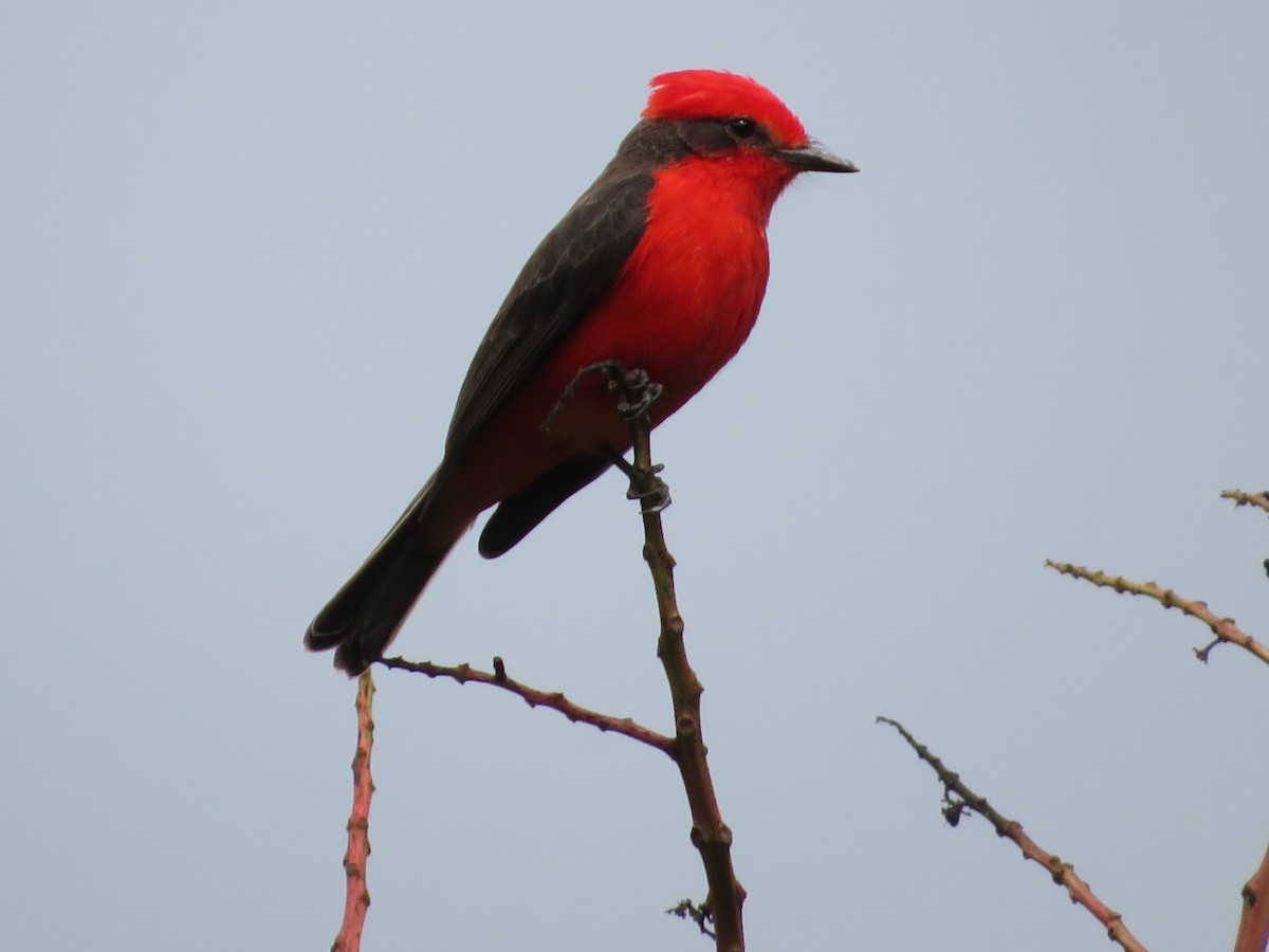 Vermilion Flycatcher - ML644214981