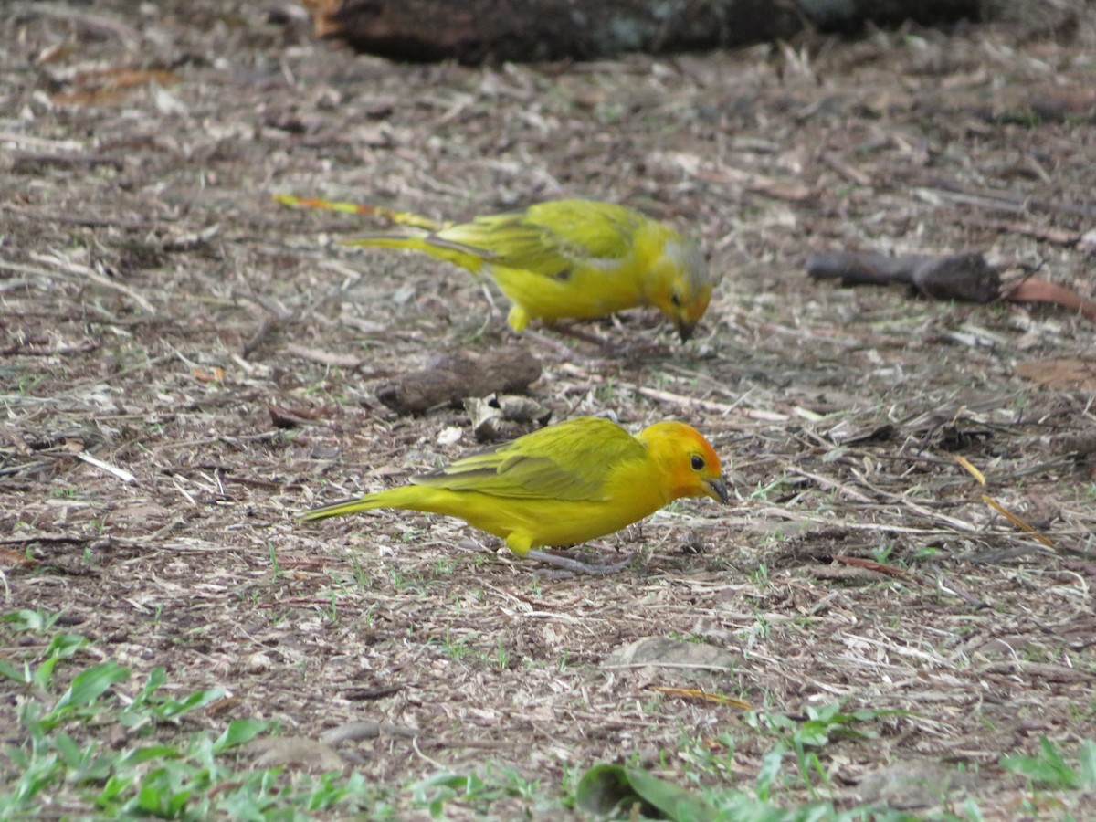 Saffron Finch - ML644214990