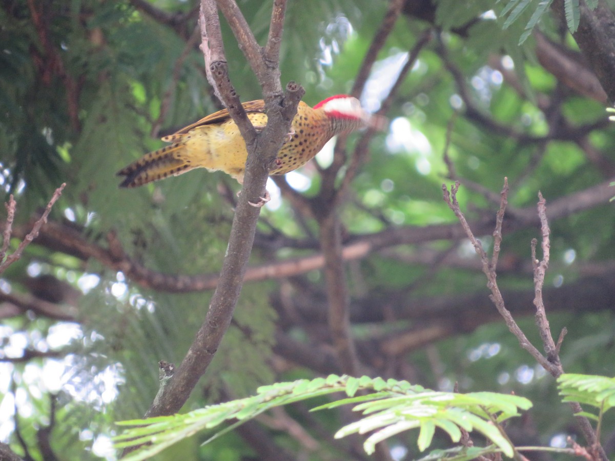 Spot-breasted Woodpecker - ML644214998