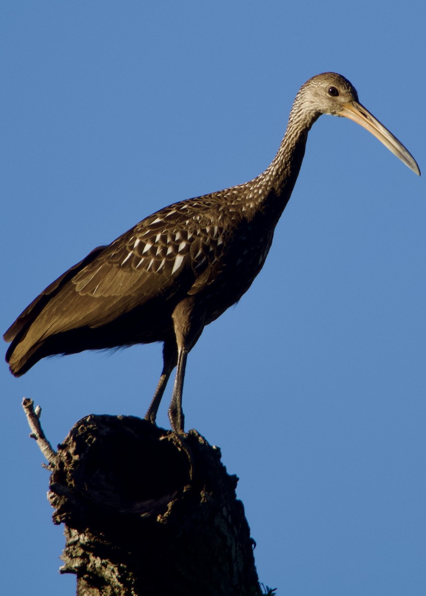 Limpkin - ML644215063