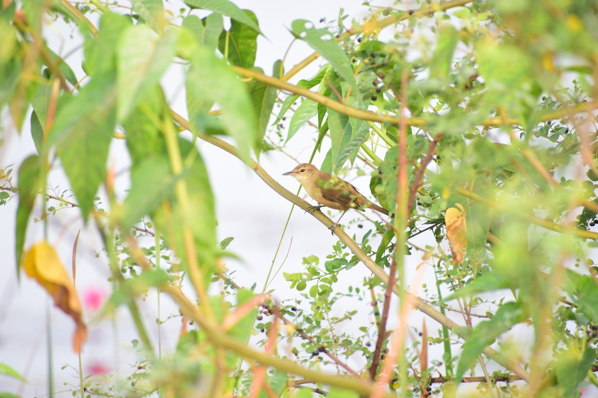 Clamorous Reed Warbler - ML644215064