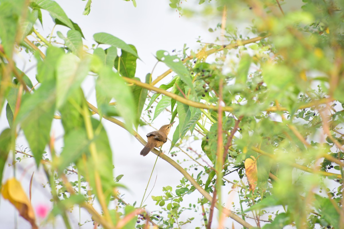Clamorous Reed Warbler - ML644215065