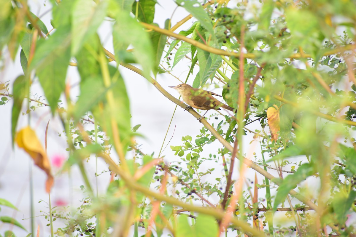 Clamorous Reed Warbler - ML644215066