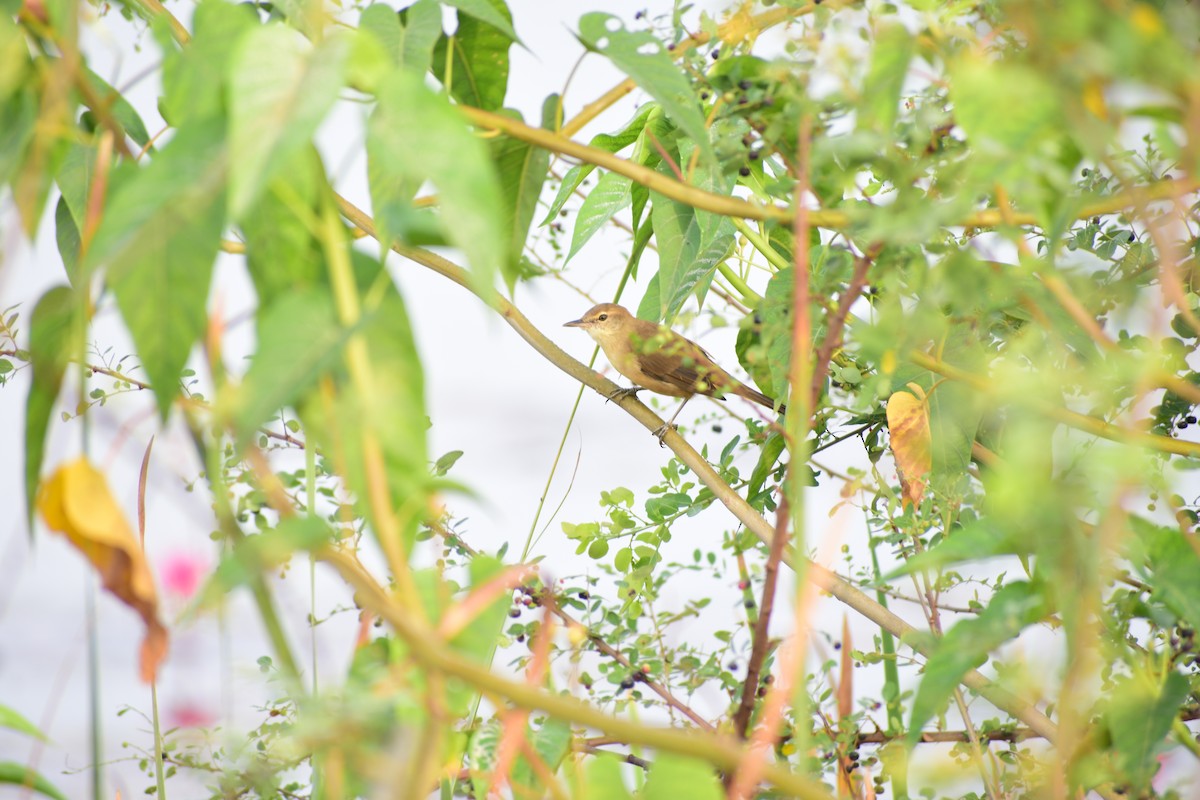 Clamorous Reed Warbler - ML644215067