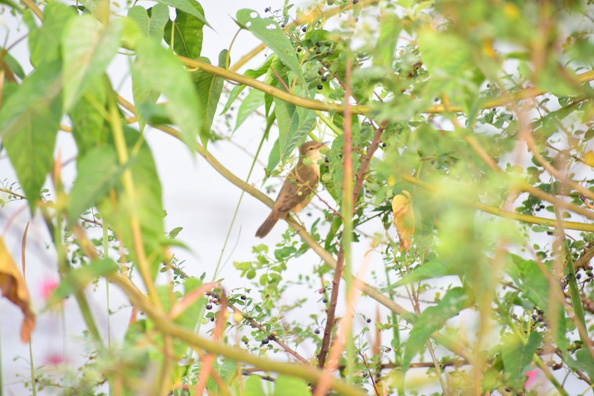 Clamorous Reed Warbler - ML644215070