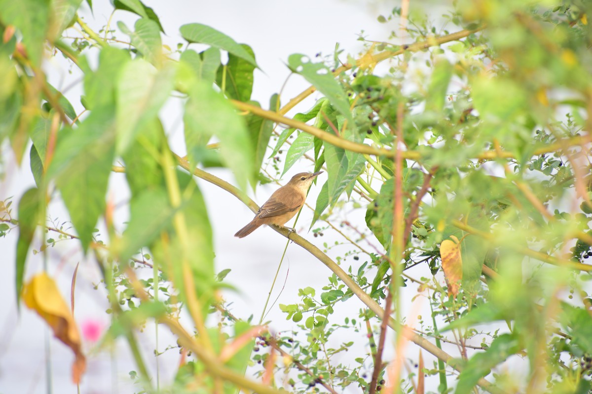 Clamorous Reed Warbler - ML644215071