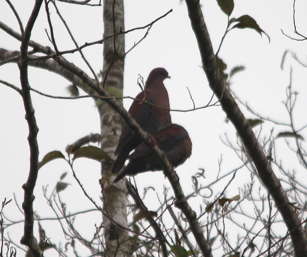 holub středoamerický - ML644215073