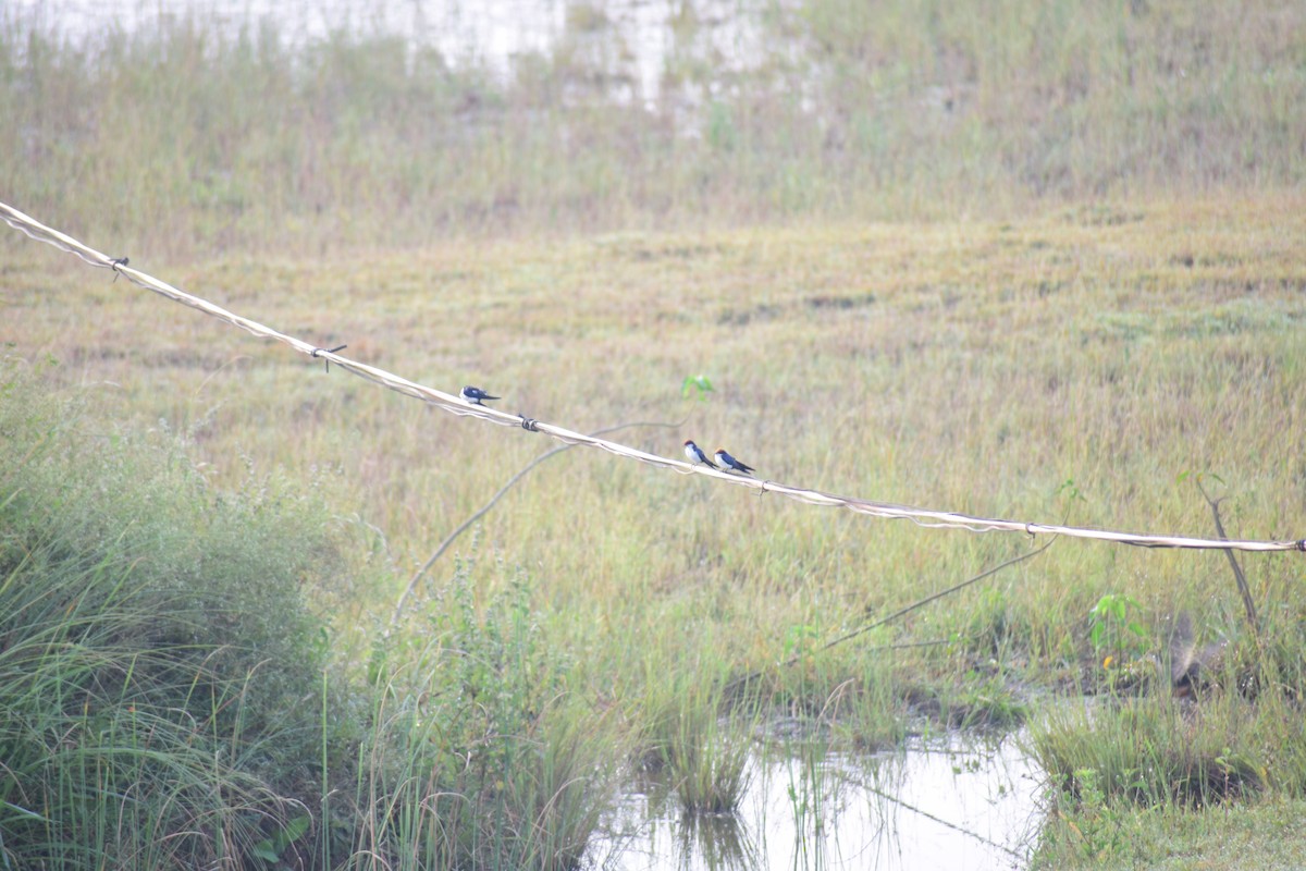 Ластівка ниткохвоста - ML644215078