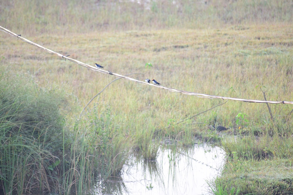 Ластівка ниткохвоста - ML644215079