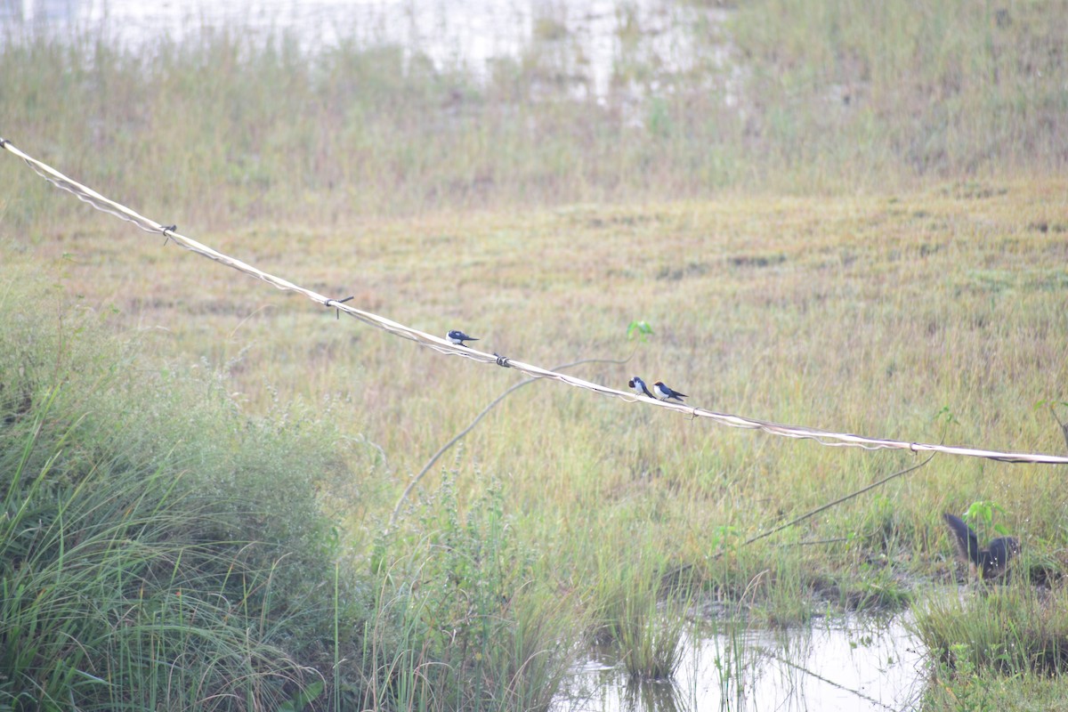 Ластівка ниткохвоста - ML644215080