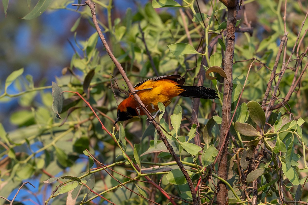 Hooded Oriole - ML644215088