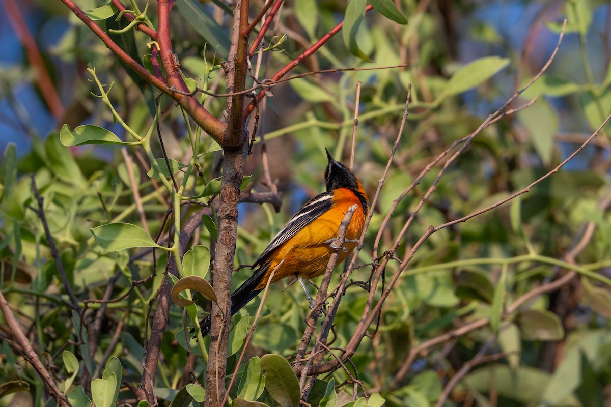 Hooded Oriole - ML644215089