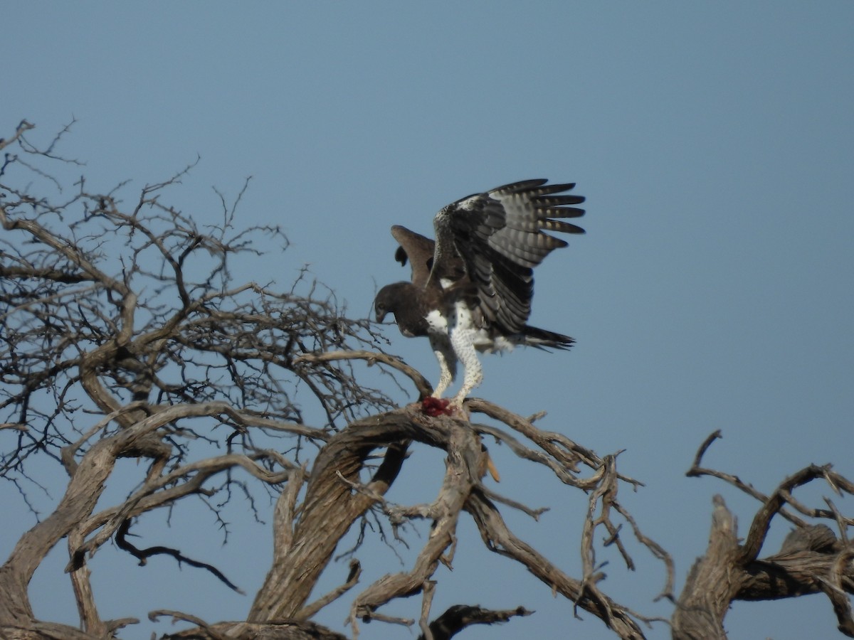 Martial Eagle - ML644215100