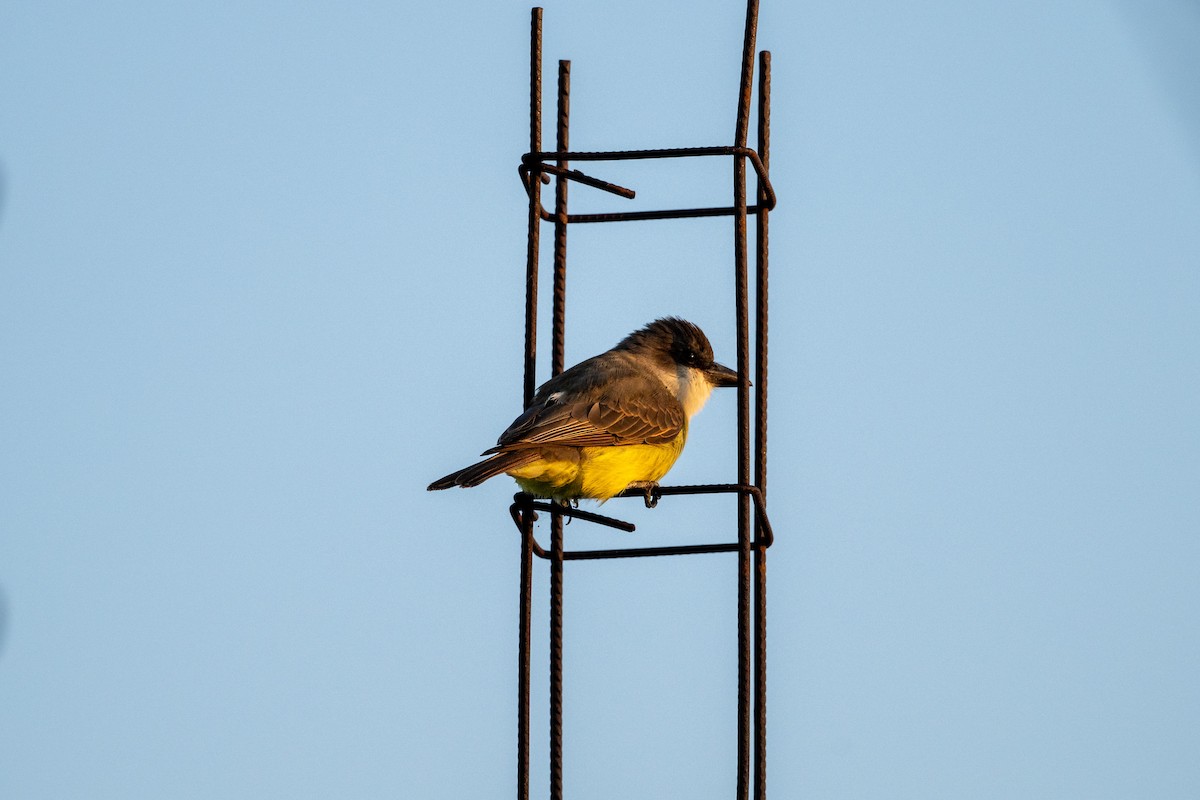 Thick-billed Kingbird - ML644215106