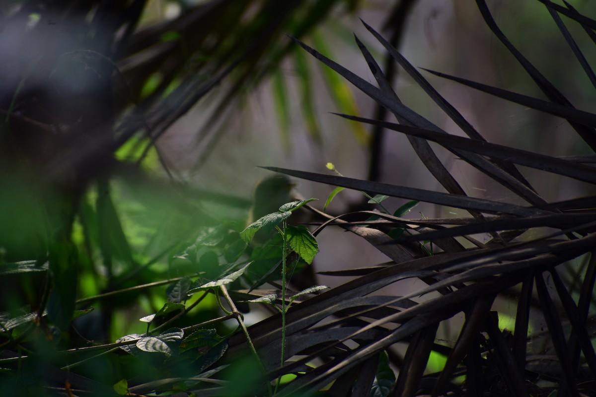 スジカブリヤブチメドリ - ML644215107