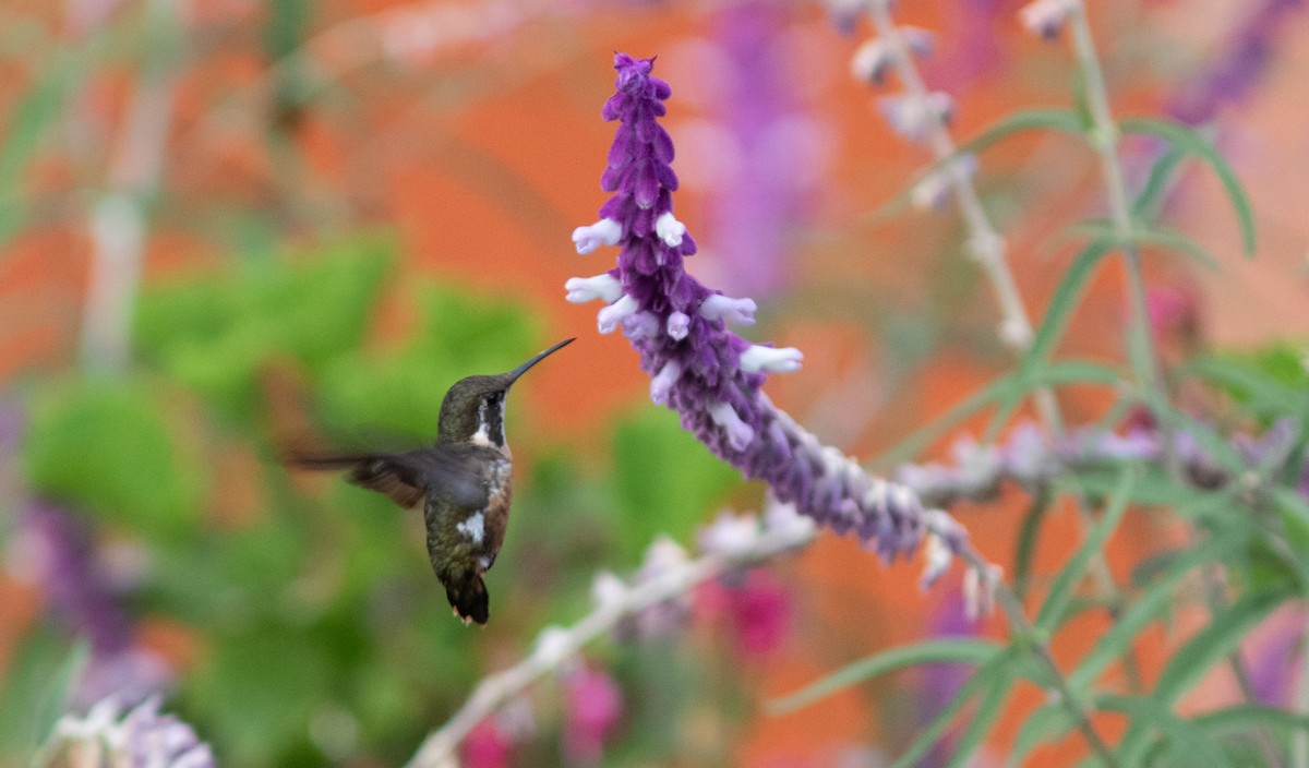 White-bellied Woodstar - ML644215111