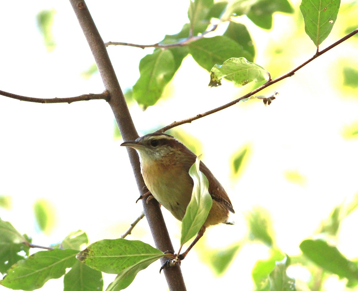 Carolina Wren - ML644215116