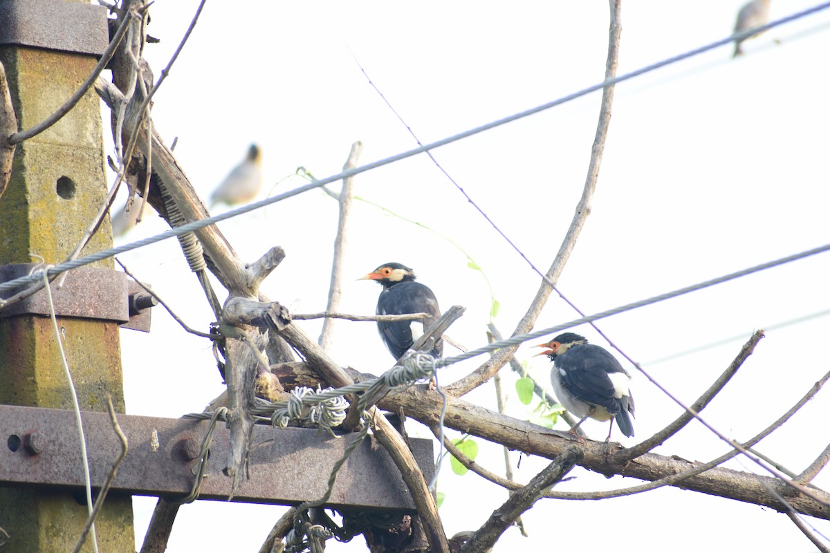 印度鵲椋鳥 - ML644215117