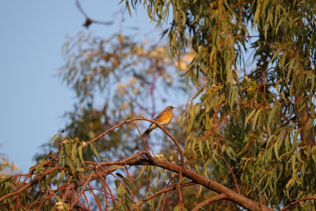 Rufous-backed Robin - ML644215126