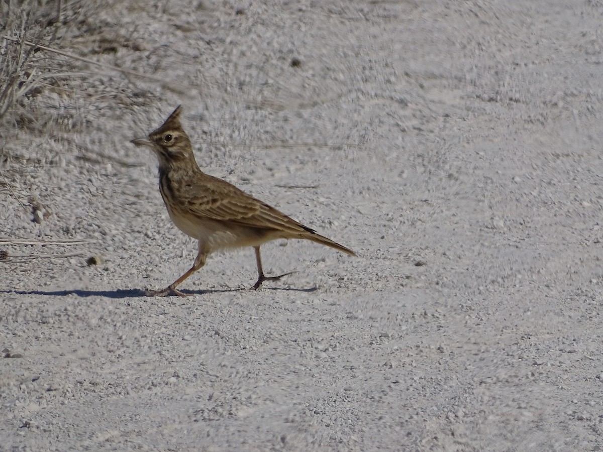 Thekla's Lark - ML644215134