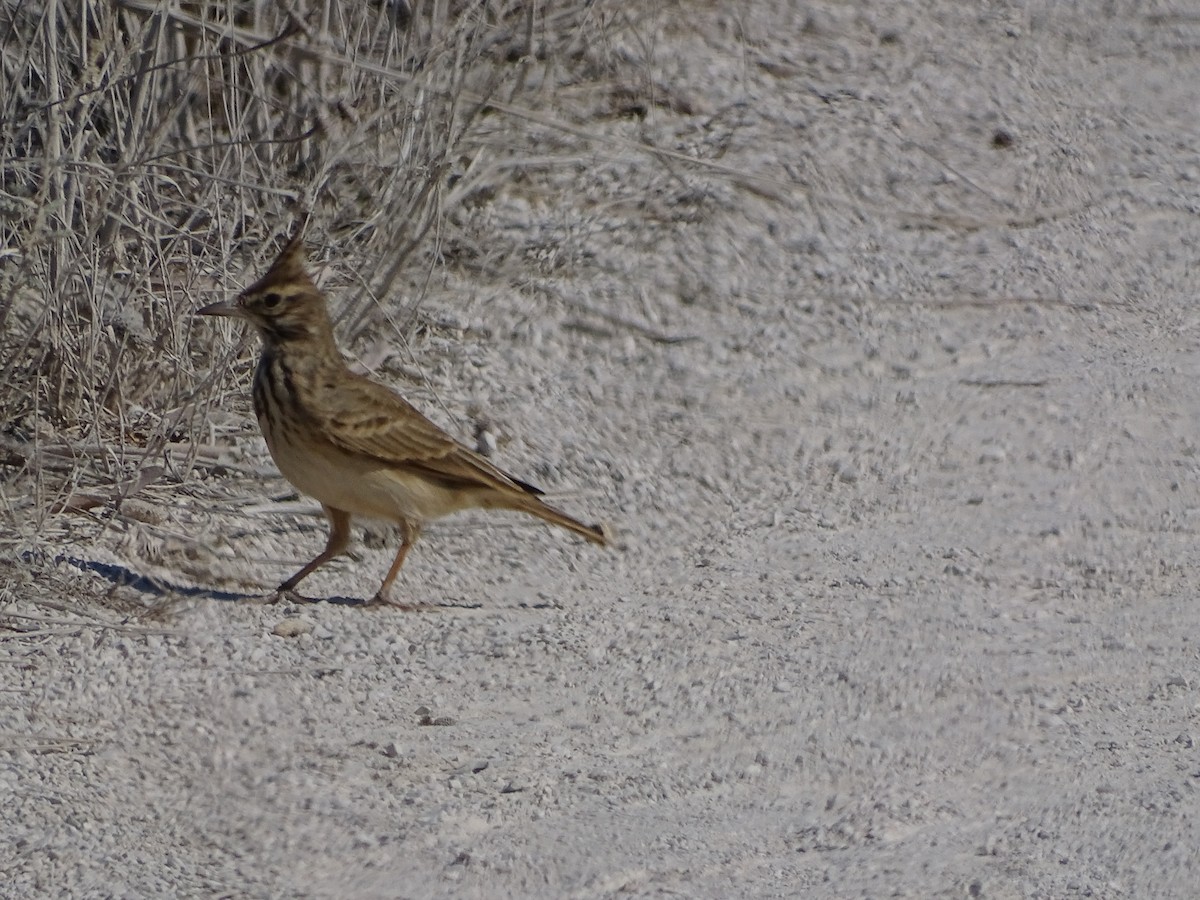 Thekla's Lark - ML644215137