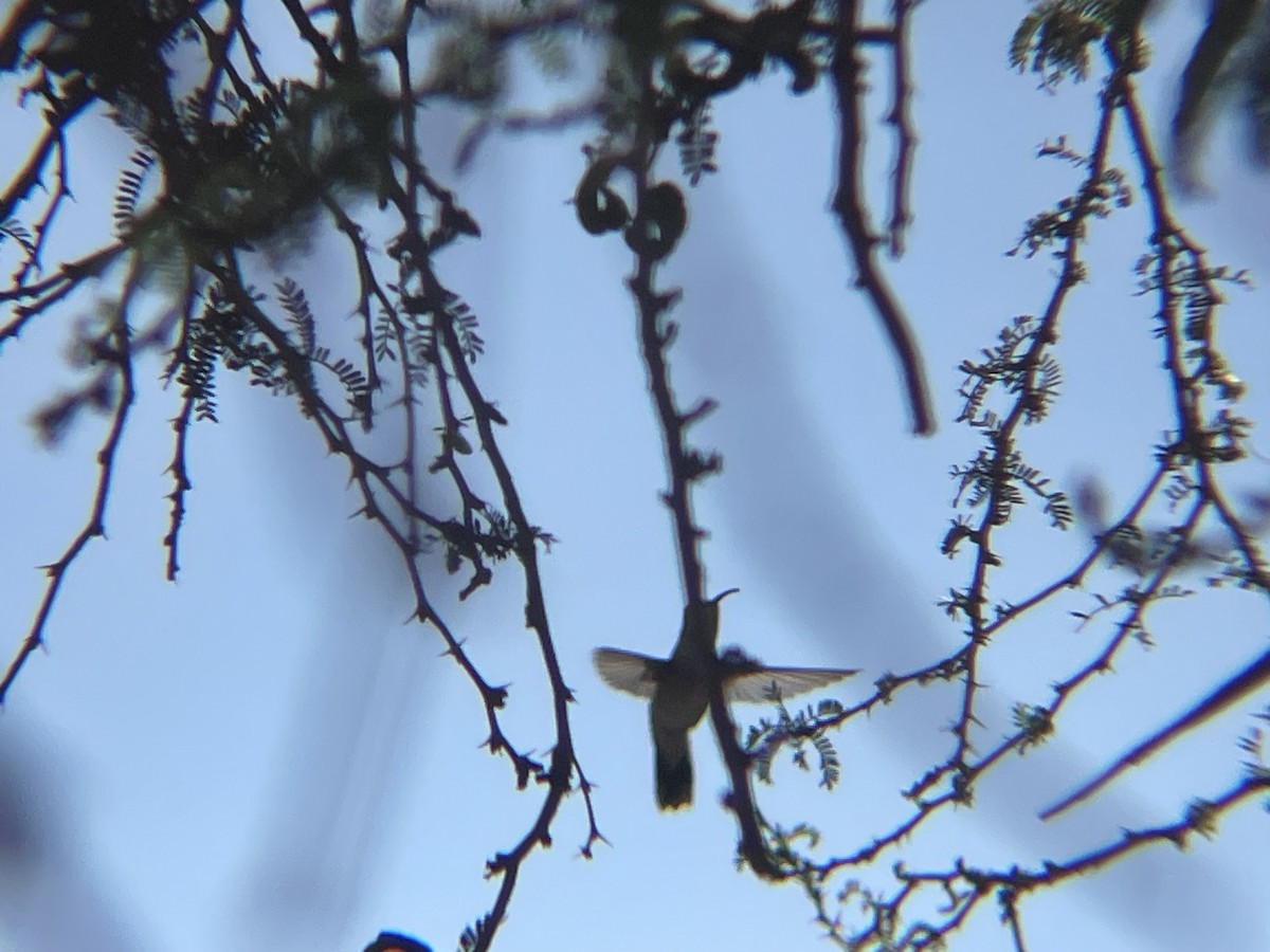 Oasis Hummingbird - ML644215145