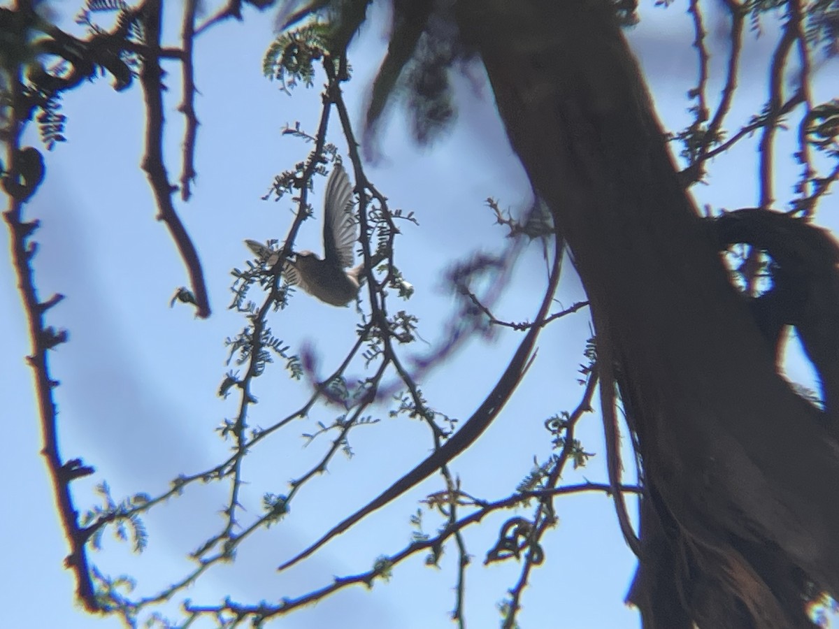 Oasis Hummingbird - ML644215146