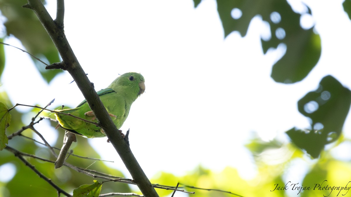 Cotorrita Aliturquesa - ML644215154