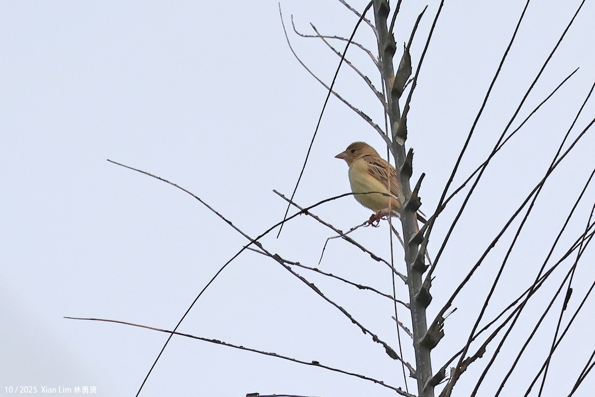 Bruant mélanocéphale - ML644215220